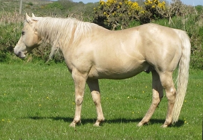 Quarter Horse stallion, Ober Star Diamond